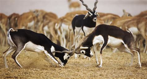 Sir Bani Yas Island: The Arabian Ark | The Luxury Travel Channel