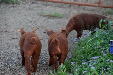 Duroc Pigs: Breed Profile, Characteristics and Photos