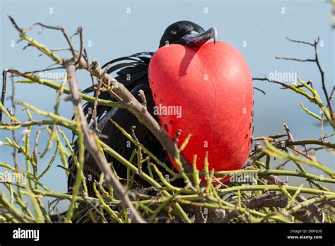 stock photo of a male magnificent frigate bird in breeding display on Espanola Island, Galapagos ...