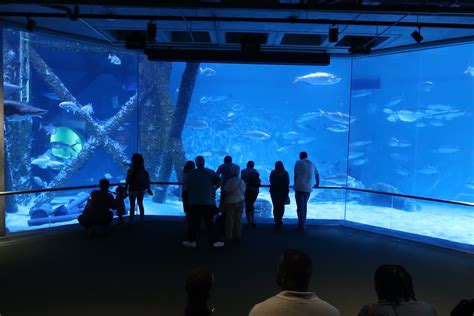 New Orleans Audubon Aquarium is a Great Indoor Activity for Travelers ...