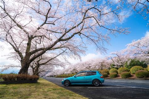 Premium Photo | Cherry blossom tunnel during spring season in april along both sides of the ...