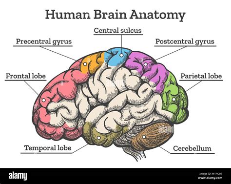 Human brain anatomy diagram. Sections of head brain vector illustration Stock Vector Image & Art ...