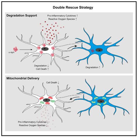 Microglial Cells Function