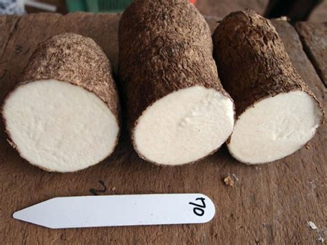 Biology: Cataloguing genetic information about yams | Tdnews