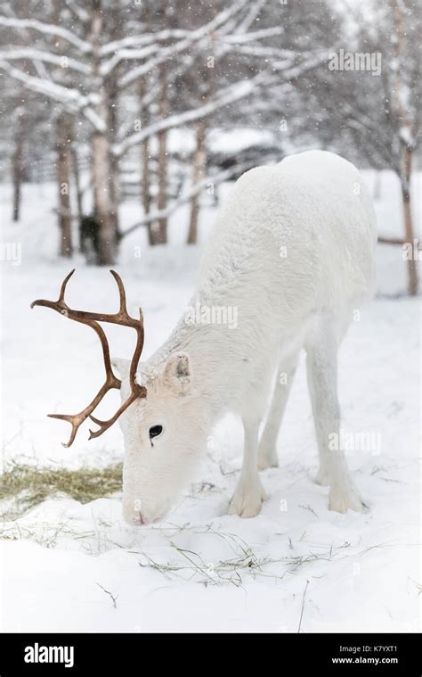 White reindeer in snow, Lapland, Finland Stock Photo - Alamy