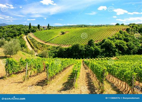 Vineyards Near Montalcino in Val D`Orcia, Tuscany, Italy. Stock Photo - Image of italy, brunello ...