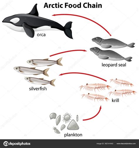 Diagram Arctic Food Chain Plantons Orca Illustration Stock Vector Image by ©blueringmedia #362141642