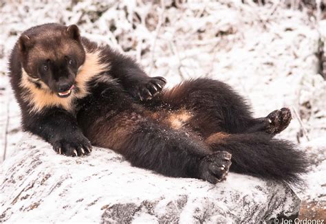 Mellow Wolverine? | Rainbow Glacier Adventures