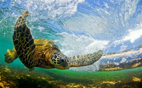 🔥 [50+] Green Sea Turtle Wallpapers | WallpaperSafari