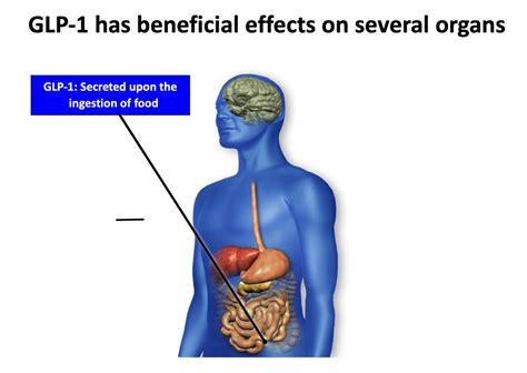 Incretin Diagram | Quizlet