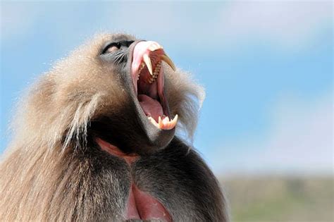 1,600+ Gelada Baboons Stock Photos, Pictures & Royalty-Free Images - iStock