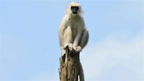 Six arrested for killing, eating endangered langur monkey - BBC News