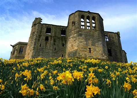 Warkworth | Warkworth Castle surrounded by daffodils. | WISEBUYS21 | Flickr