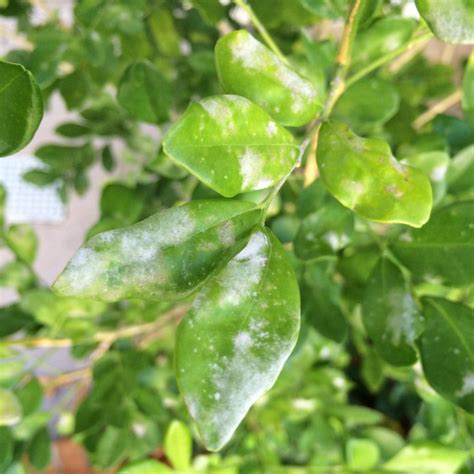 Common Hedging Diseases and How To Treat Them | Epic Gardening