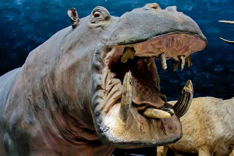 big scary hippo | National History Museum. I definitely coul… | Flickr