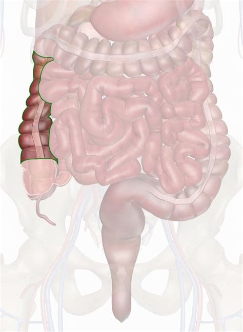 The Colon Ascending Transverse Descending Sigmoid, 59% OFF