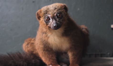 Red-Bellied Lemurs Twins Born at Chester Zoo