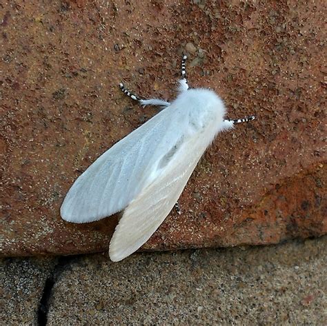 Erebidae Moths - Moth Identification