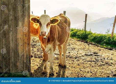 Young Cow Standig Next To a Hutte in Tyrol Alm Austria on the Mountains Milk Cheese ...