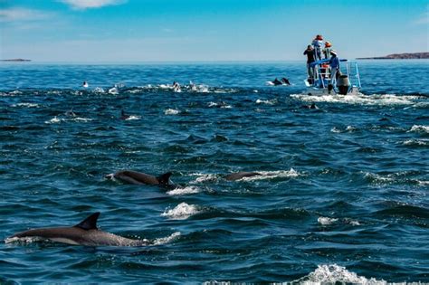 Premium Photo | Common dolphin pod jumping outside the ocean