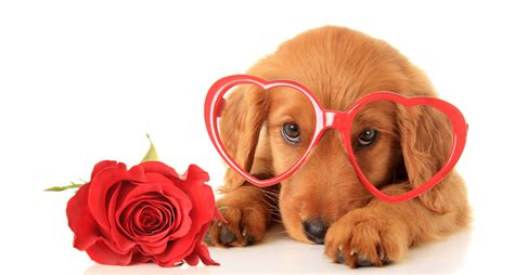 Common Valentine's Day Pet Dangers - Fur Life Vet