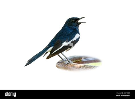 Male Oriental Magpie Robin singing isolated on white background Stock Photo - Alamy