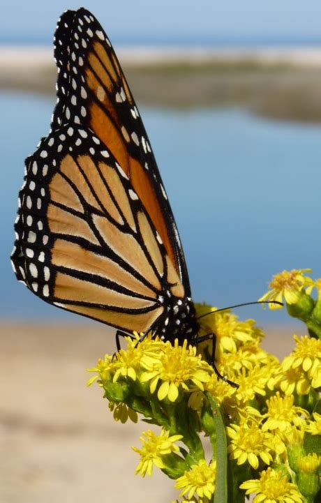 Dance Like a Butterfly Song from Cameroon