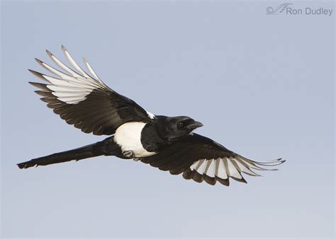 Black-billed Magpie In Full Flight (not taking off) – Feathered Photography