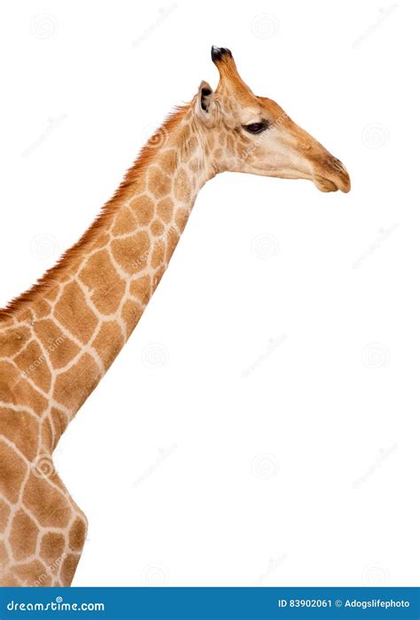 Giraffe Head and Neck Isolated Stock Image - Image of neck, animal: 83902061