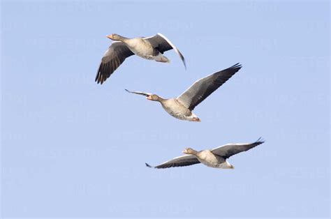 Flying grey geese stock photo