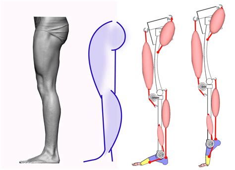 Pin de Raven em Anatomy - Legs | Anatomia da perna