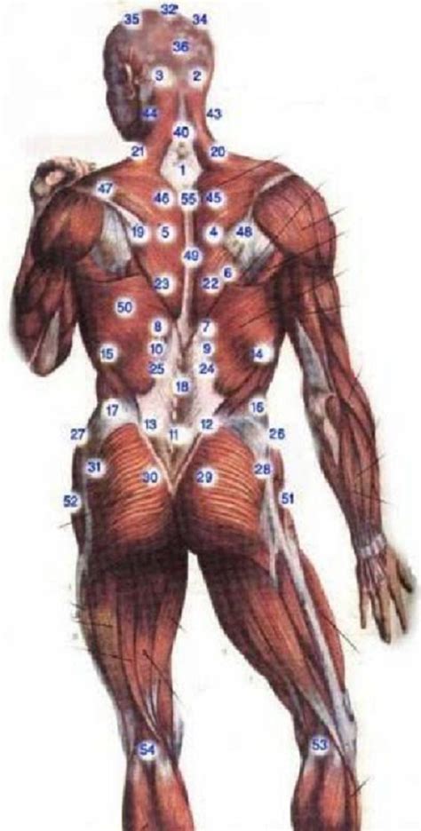 Hijama Points - Back | Akupunktur, Sağlık, Anatomi