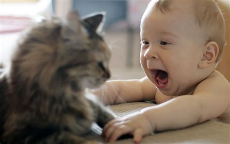 Funny Baby And Cat HD Wallpaper | Wallpup.com