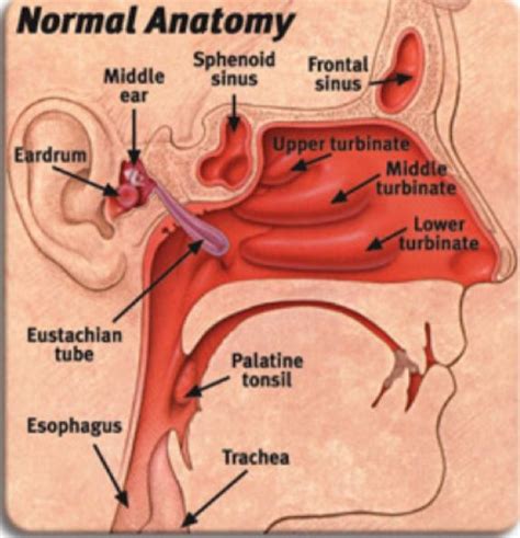 How the tube connects from your middle ear to your nose and throat | Throat anatomy, Medical ...