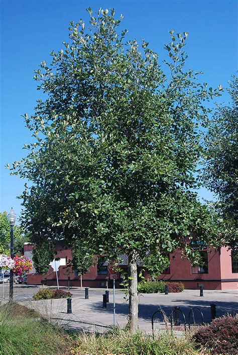 Alnus rubra | Russell Nursery