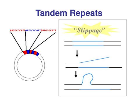 PPT - Cyanobacteria’s Repeat Sequences … where did they come from? PowerPoint Presentation - ID ...