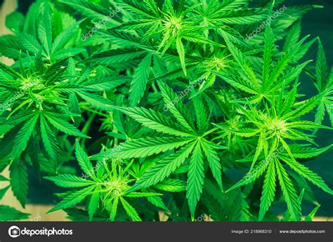 Green background. Marijuana leaves. Marihuana plants close up. Growing indoor cultivation ...