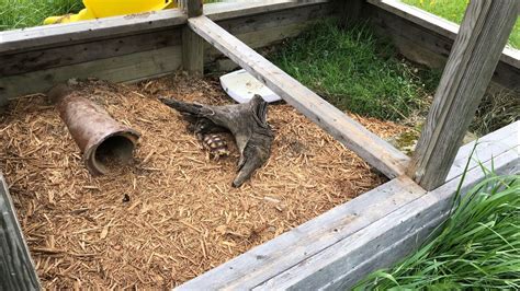 New Outdoor Sulcata Tortoise Enclosure - YouTube