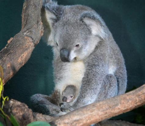 Pin by Leandro Toledo on Australia | Baby animals, Koala bear, Koala