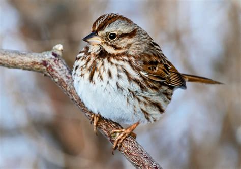 Song sparrows shuffle and mix their tunes - Earth.com