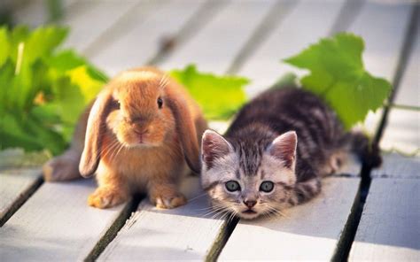 Cute Animal Wallpapers - Wallpaper Cave