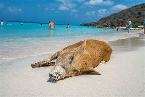 Best Beaches in Curacao – Wild Junket