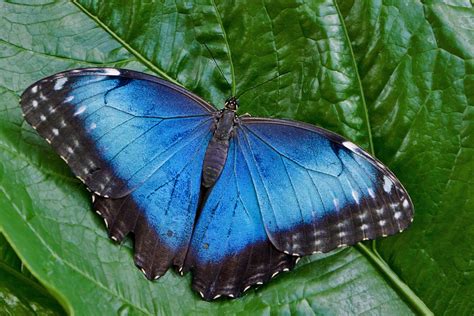 Blue Morpho Butterflies in 2024 | Blue morpho butterfly, Blue morpho, Morpho butterfly