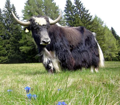 ENCYCLOPEDIA OF ANIMAL FACTS AND PICTURES: YAK