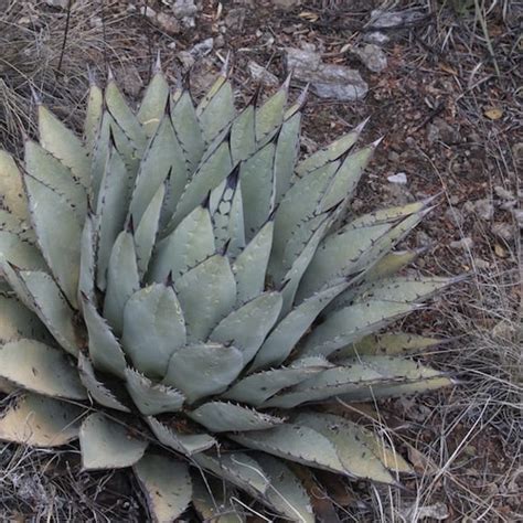 Agave parryi #1896.86 - Mesa Garden