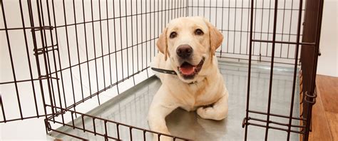 How To Crate Train A Rescue Dog? - PetFolioFriends