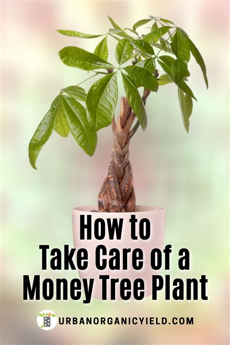 how to pruning money tree - Jenae Ashe