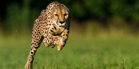 The fastest animals Top 10. Animals speed | DinoAnimals.com