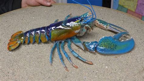 An extremely rare blue/rainbow lobster found off the coast of Maine | Animal tshirt, Crayfish ...