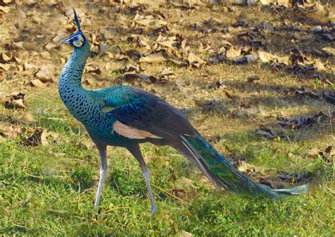 New Wildlife Sanctuary in Myanmar – Rainforest Trust